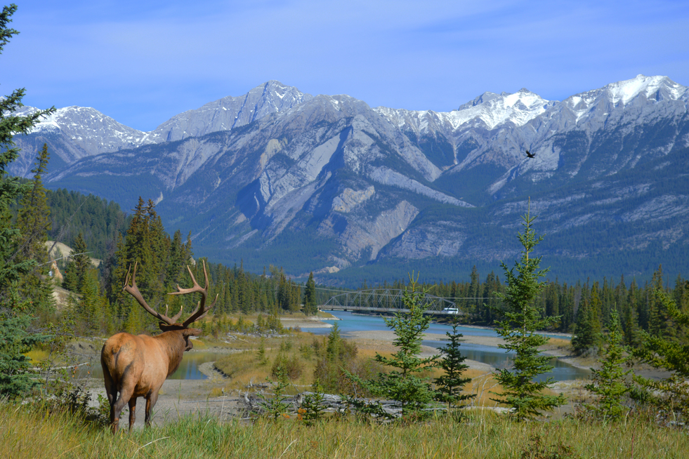 3 MustKnows for Idaho Elk Hunting in the Sawtooth Elk Zone